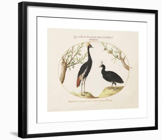 Animalia Collective - Crowned Birds-Joris Hoefnagel-Framed Premium Giclee Print
