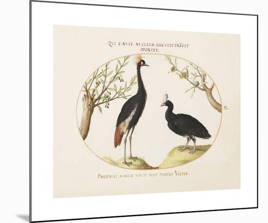 Animalia Collective - Crowned Birds-Joris Hoefnagel-Mounted Premium Giclee Print