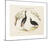 Animalia Collective - Crowned Birds-Joris Hoefnagel-Mounted Premium Giclee Print