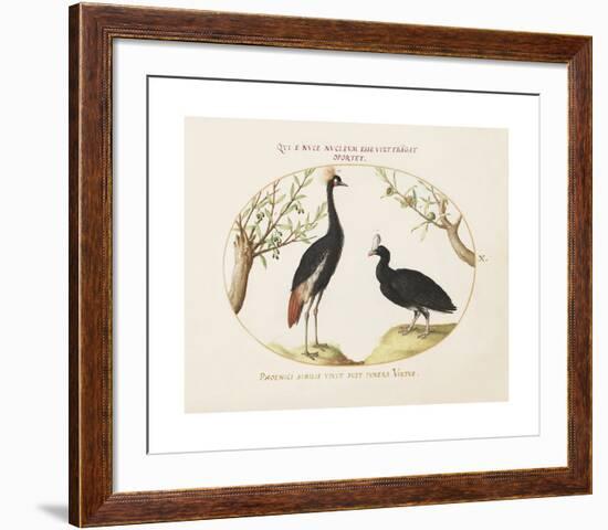 Animalia Collective - Crowned Birds-Joris Hoefnagel-Framed Premium Giclee Print