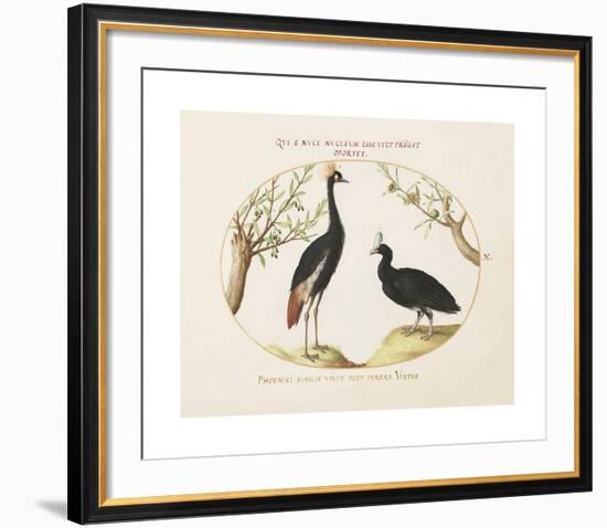 Animalia Collective - Crowned Birds-Joris Hoefnagel-Framed Premium Giclee Print