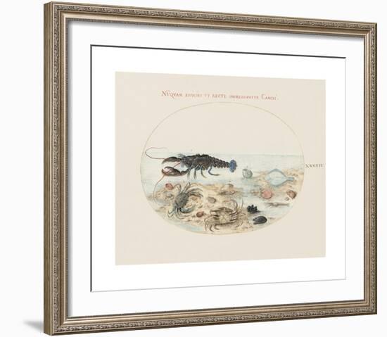 Animalia Collective - Crustaceans-Joris Hoefnagel-Framed Premium Giclee Print