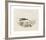 Animalia Collective - Crustaceans-Joris Hoefnagel-Framed Premium Giclee Print