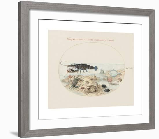 Animalia Collective - Crustaceans-Joris Hoefnagel-Framed Premium Giclee Print