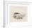 Animalia Collective - Crustaceans-Joris Hoefnagel-Framed Premium Giclee Print