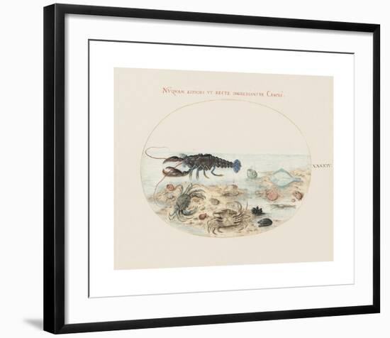 Animalia Collective - Crustaceans-Joris Hoefnagel-Framed Premium Giclee Print