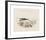 Animalia Collective - Crustaceans-Joris Hoefnagel-Framed Premium Giclee Print