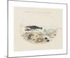 Animalia Collective - Crustaceans-Joris Hoefnagel-Mounted Premium Giclee Print