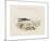 Animalia Collective - Crustaceans-Joris Hoefnagel-Mounted Premium Giclee Print