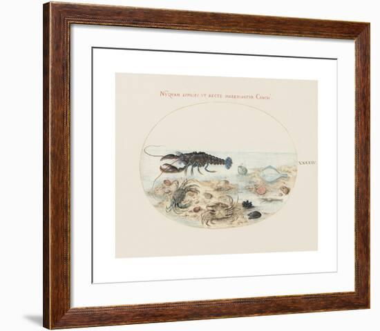 Animalia Collective - Crustaceans-Joris Hoefnagel-Framed Premium Giclee Print