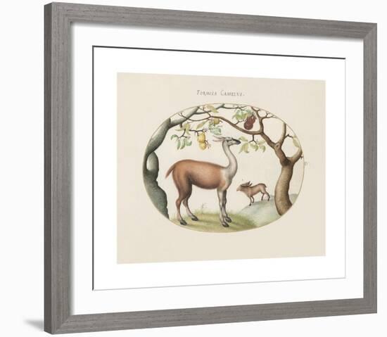 Animalia Collective - Foragers-Joris Hoefnagel-Framed Premium Giclee Print