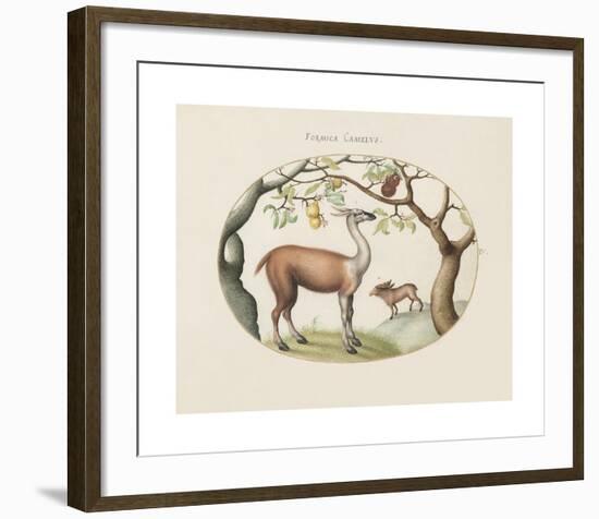 Animalia Collective - Foragers-Joris Hoefnagel-Framed Premium Giclee Print