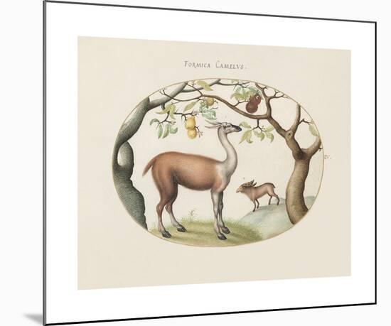 Animalia Collective - Foragers-Joris Hoefnagel-Mounted Premium Giclee Print