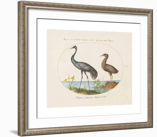 Animalia Collective - Long Legged Birds-Joris Hoefnagel-Framed Premium Giclee Print