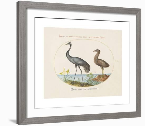 Animalia Collective - Long Legged Birds-Joris Hoefnagel-Framed Premium Giclee Print