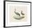 Animalia Collective - Long Legged Birds-Joris Hoefnagel-Framed Premium Giclee Print