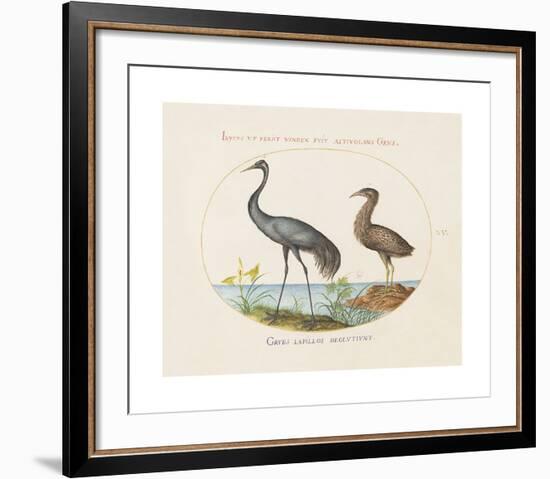 Animalia Collective - Long Legged Birds-Joris Hoefnagel-Framed Premium Giclee Print