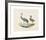 Animalia Collective - Long Legged Birds-Joris Hoefnagel-Framed Premium Giclee Print