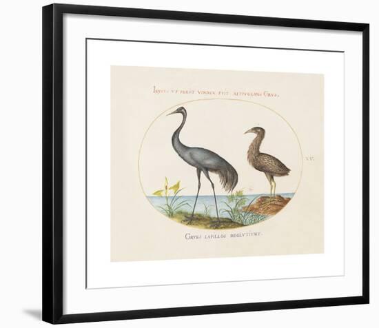 Animalia Collective - Long Legged Birds-Joris Hoefnagel-Framed Premium Giclee Print