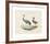 Animalia Collective - Long Legged Birds-Joris Hoefnagel-Framed Premium Giclee Print