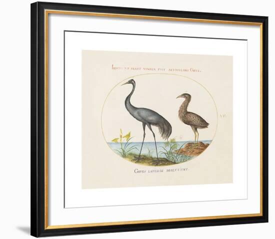 Animalia Collective - Long Legged Birds-Joris Hoefnagel-Framed Premium Giclee Print