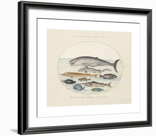 Animalia Collective - Ocean Occupants-Joris Hoefnagel-Framed Premium Giclee Print