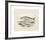 Animalia Collective - Ocean Occupants-Joris Hoefnagel-Framed Premium Giclee Print