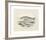 Animalia Collective - Ocean Occupants-Joris Hoefnagel-Framed Premium Giclee Print