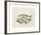 Animalia Collective - Ocean Occupants-Joris Hoefnagel-Framed Premium Giclee Print