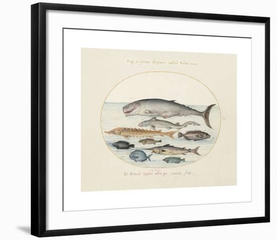 Animalia Collective - Ocean Occupants-Joris Hoefnagel-Framed Premium Giclee Print