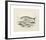 Animalia Collective - Ocean Occupants-Joris Hoefnagel-Framed Premium Giclee Print