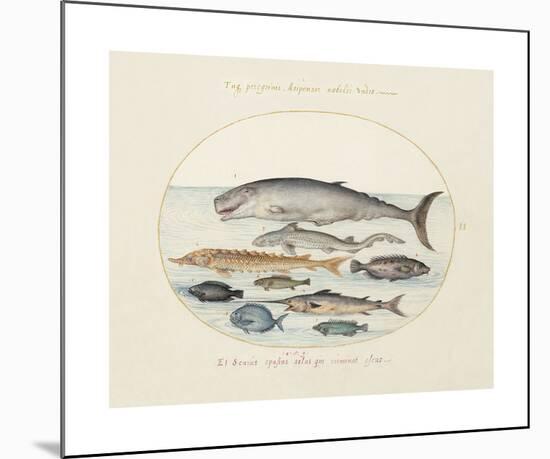 Animalia Collective - Ocean Occupants-Joris Hoefnagel-Mounted Premium Giclee Print