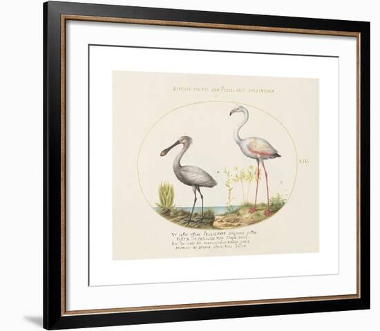 Animalia Collective - Wading Birds-Joris Hoefnagel-Framed Premium Giclee Print