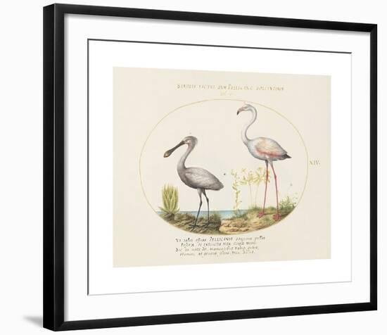 Animalia Collective - Wading Birds-Joris Hoefnagel-Framed Premium Giclee Print