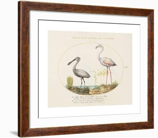 Animalia Collective - Wading Birds-Joris Hoefnagel-Framed Premium Giclee Print