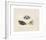 Animalia Collective - Winged Insects-Joris Hoefnagel-Framed Premium Giclee Print