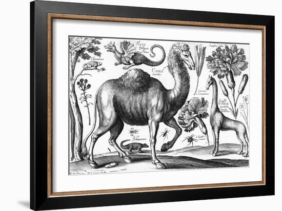 Animalium, Ferarum Et Bestiarum, Engraved by David Loggan, 1663 (Engraving)-Wenceslaus Hollar-Framed Giclee Print