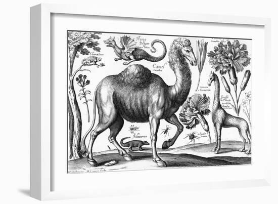 Animalium, Ferarum Et Bestiarum, Engraved by David Loggan, 1663 (Engraving)-Wenceslaus Hollar-Framed Giclee Print