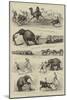 Animals Against Men, Feats of Strength at Lillie-Bridge-null-Mounted Giclee Print