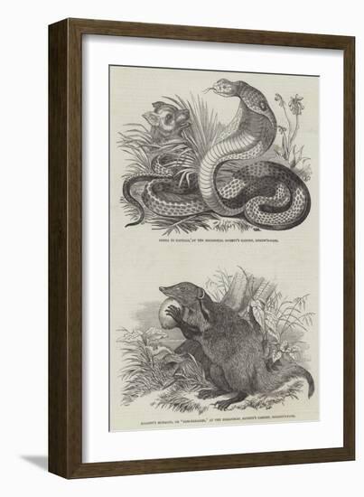 Animals at London Zoo-null-Framed Giclee Print