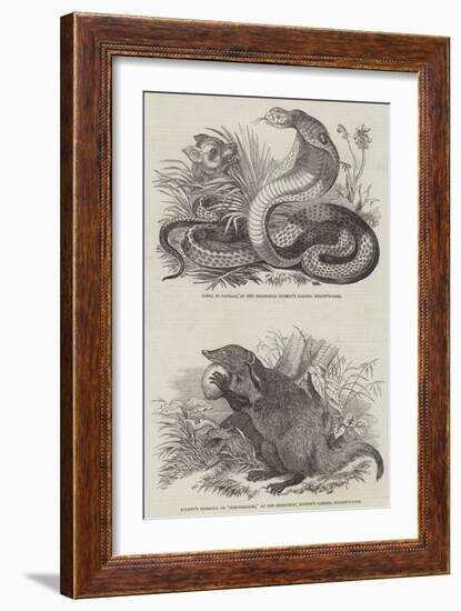 Animals at London Zoo-null-Framed Giclee Print