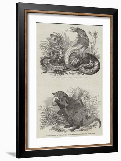 Animals at London Zoo-null-Framed Giclee Print