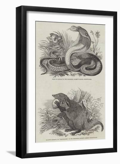 Animals at London Zoo-null-Framed Giclee Print