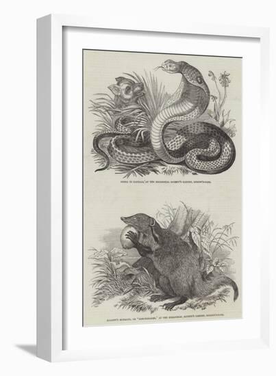 Animals at London Zoo-null-Framed Giclee Print