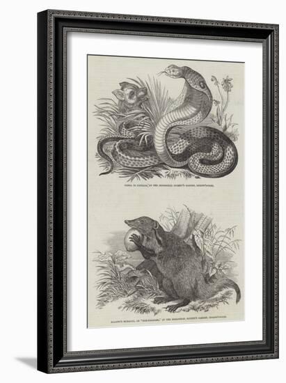 Animals at London Zoo-null-Framed Giclee Print