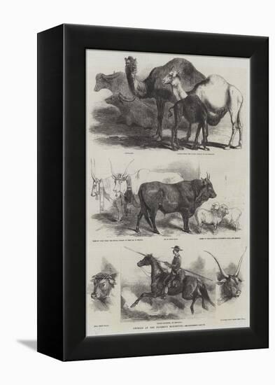 Animals at the Florence Exhibition-Harrison William Weir-Framed Premier Image Canvas