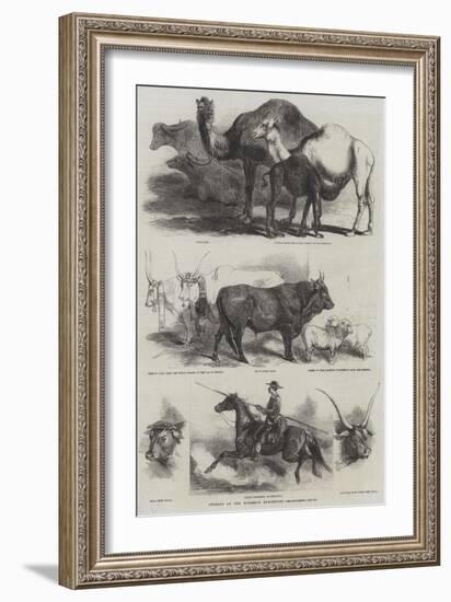 Animals at the Florence Exhibition-Harrison William Weir-Framed Giclee Print