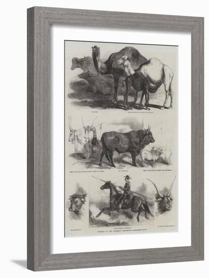 Animals at the Florence Exhibition-Harrison William Weir-Framed Giclee Print