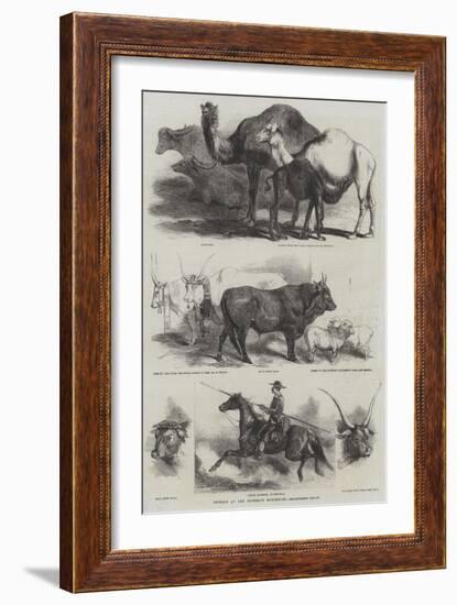 Animals at the Florence Exhibition-Harrison William Weir-Framed Giclee Print