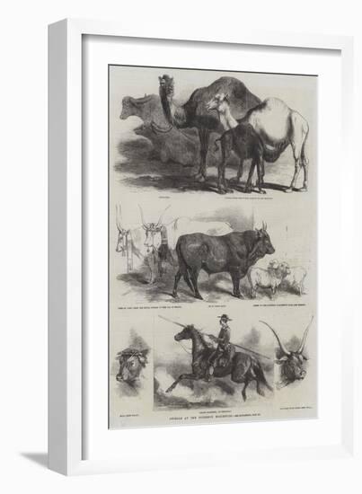 Animals at the Florence Exhibition-Harrison William Weir-Framed Giclee Print